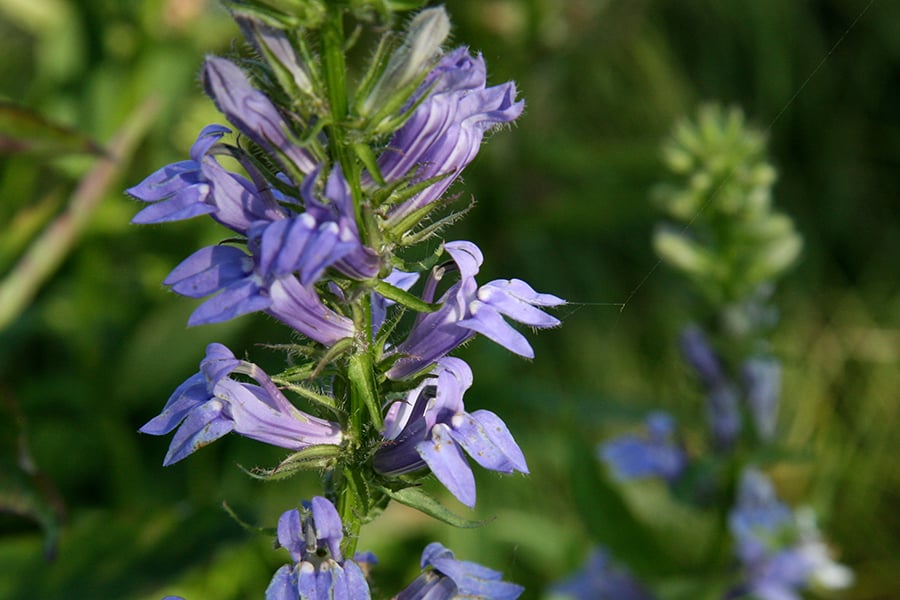 Native Plant Sale